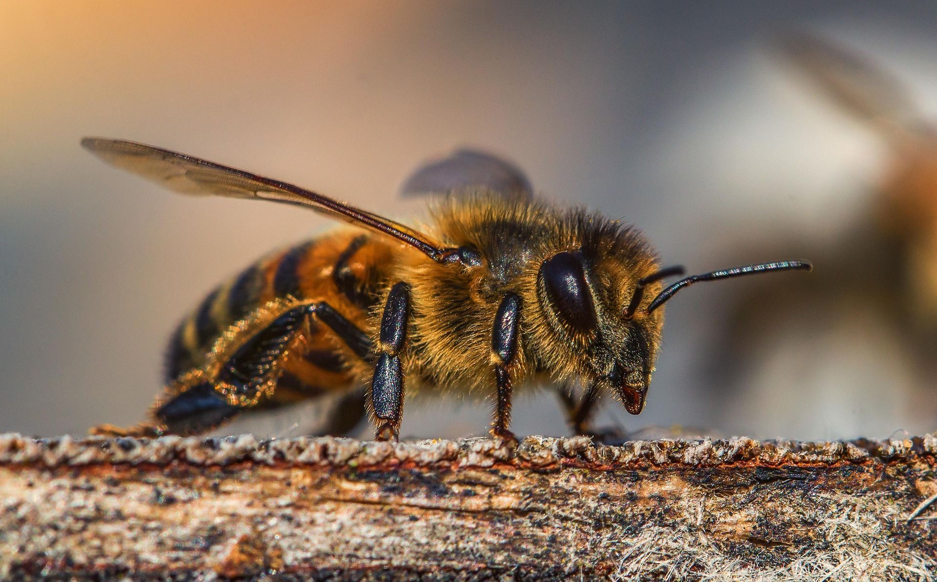 Honey bee anatomy • Ecrotek