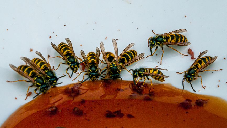 This is what is really happening in a Wasp Waist…